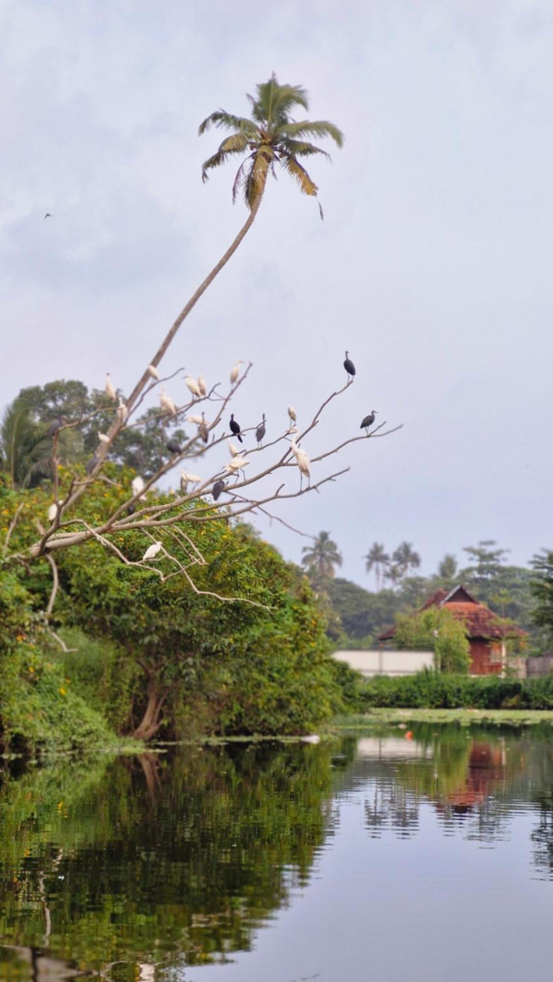 Bed and Breakfast Gypsea Marari Alappuzha Exterior foto